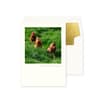 image Photo Chickens Birthday Card Main Product Image width=&quot;1000&quot; height=&quot;1000&quot;