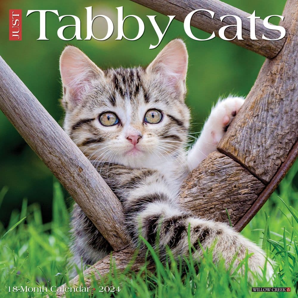 Tabby Cats 2024 Wall Calendar - Calendars.com