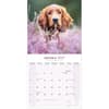 image Irish Setter 2027 Wall Calendar Second Alternate Image