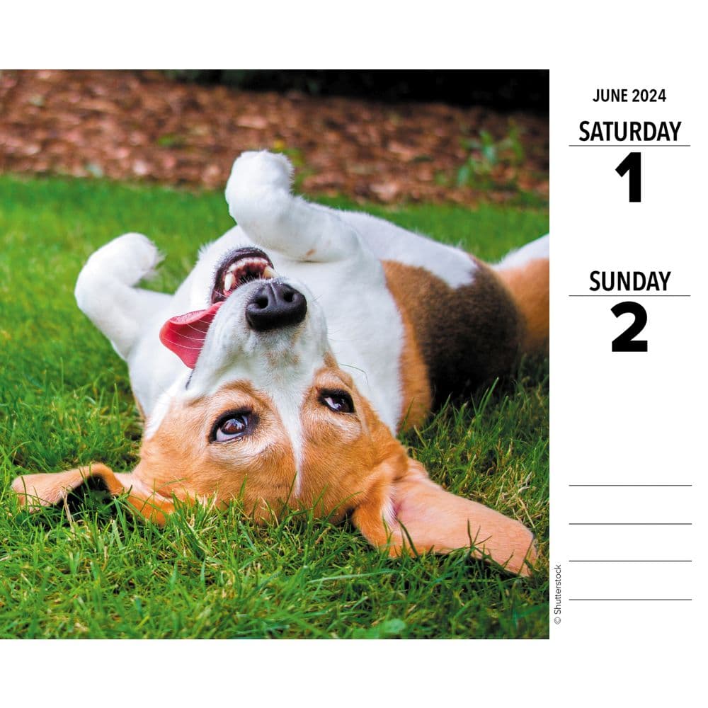 Beagles Just 2024 Desk Calendar