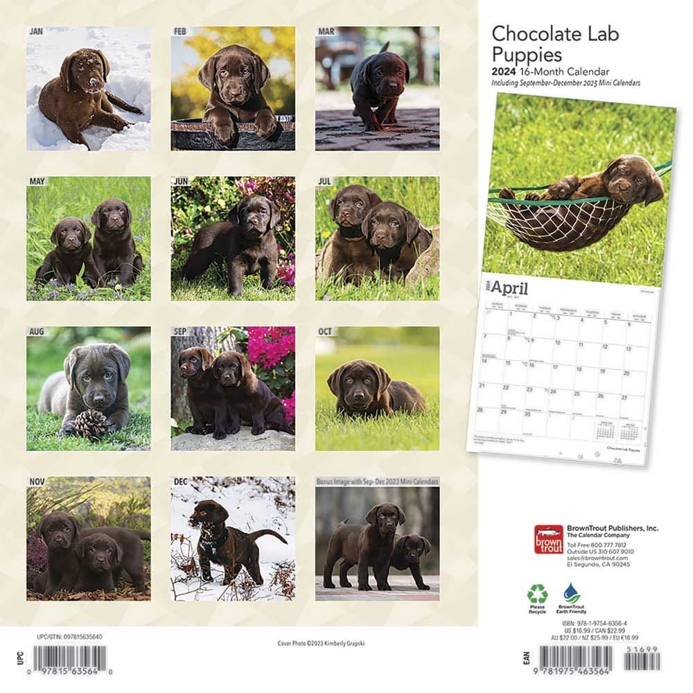 Chocolate Lab Retriever Puppies 2024 Wall Calendar First Alternate Image width=&quot;1000&quot; height=&quot;1000&quot;