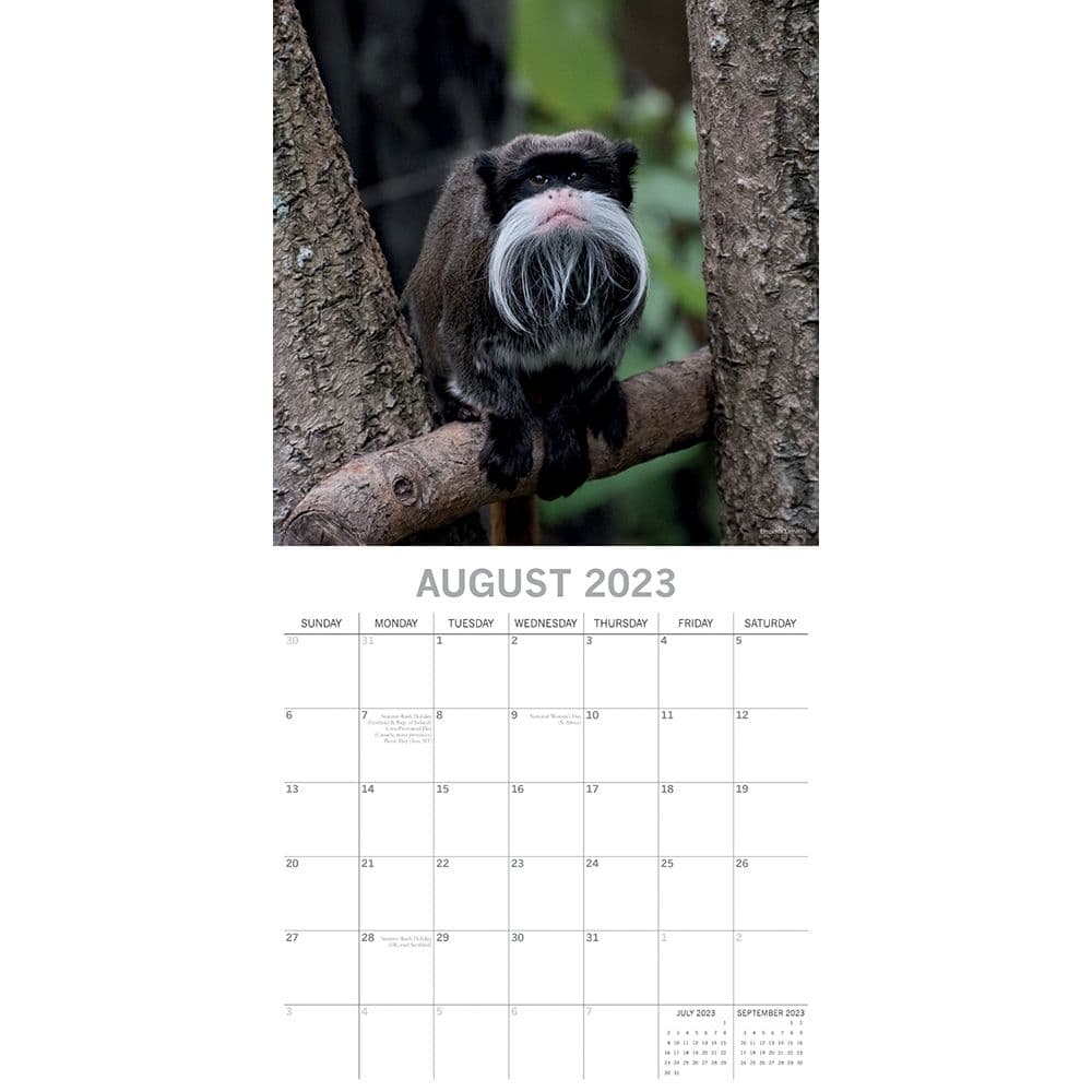 Monkey Business 2023 Wall Calendar - Calendars.com