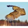 image Owls WWF 2025 Wall Calendar Third Alternate Image width=&quot;1000&quot; height=&quot;1000&quot;