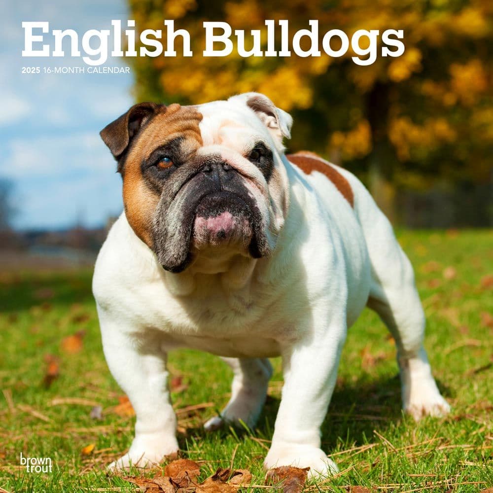 English Bulldogs 2025 Wall Calendar - Calendars.com