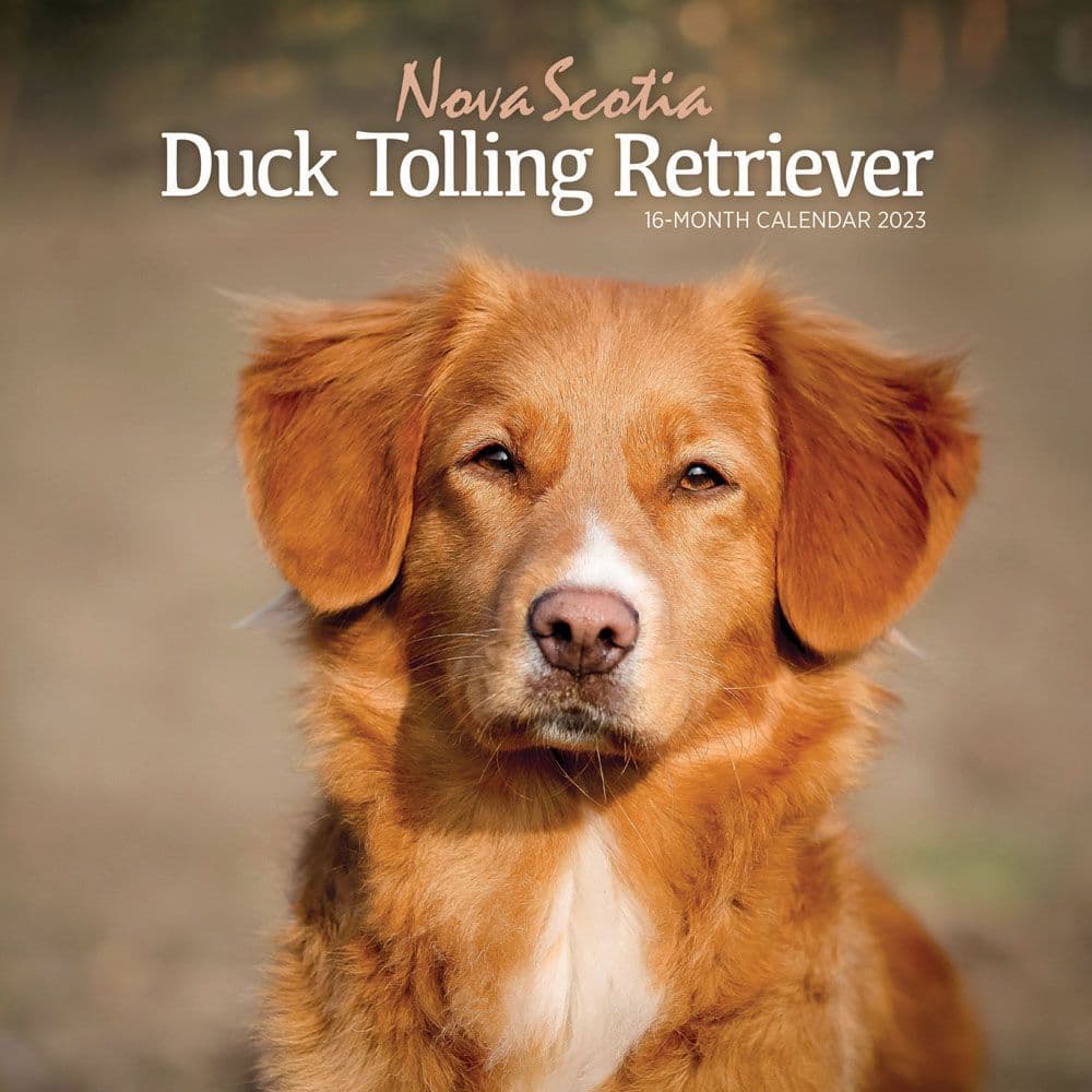 Nova Calendar Fall 2023 Nova Scotia Duck Tolling Retriever 2023 Wall Calendar - Calendars.com