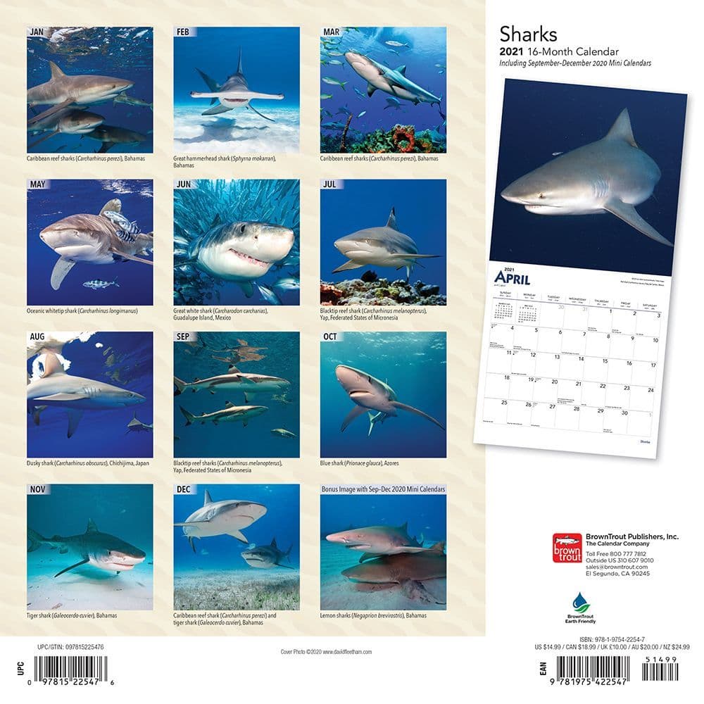 Sharks Wall Calendar