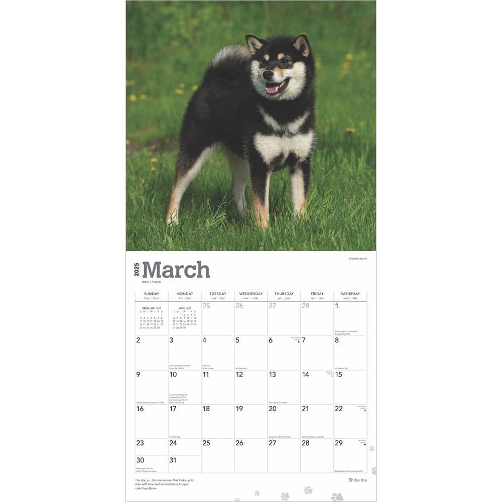 Shiba Inu 2025 Wall Calendar Second Alternate Image