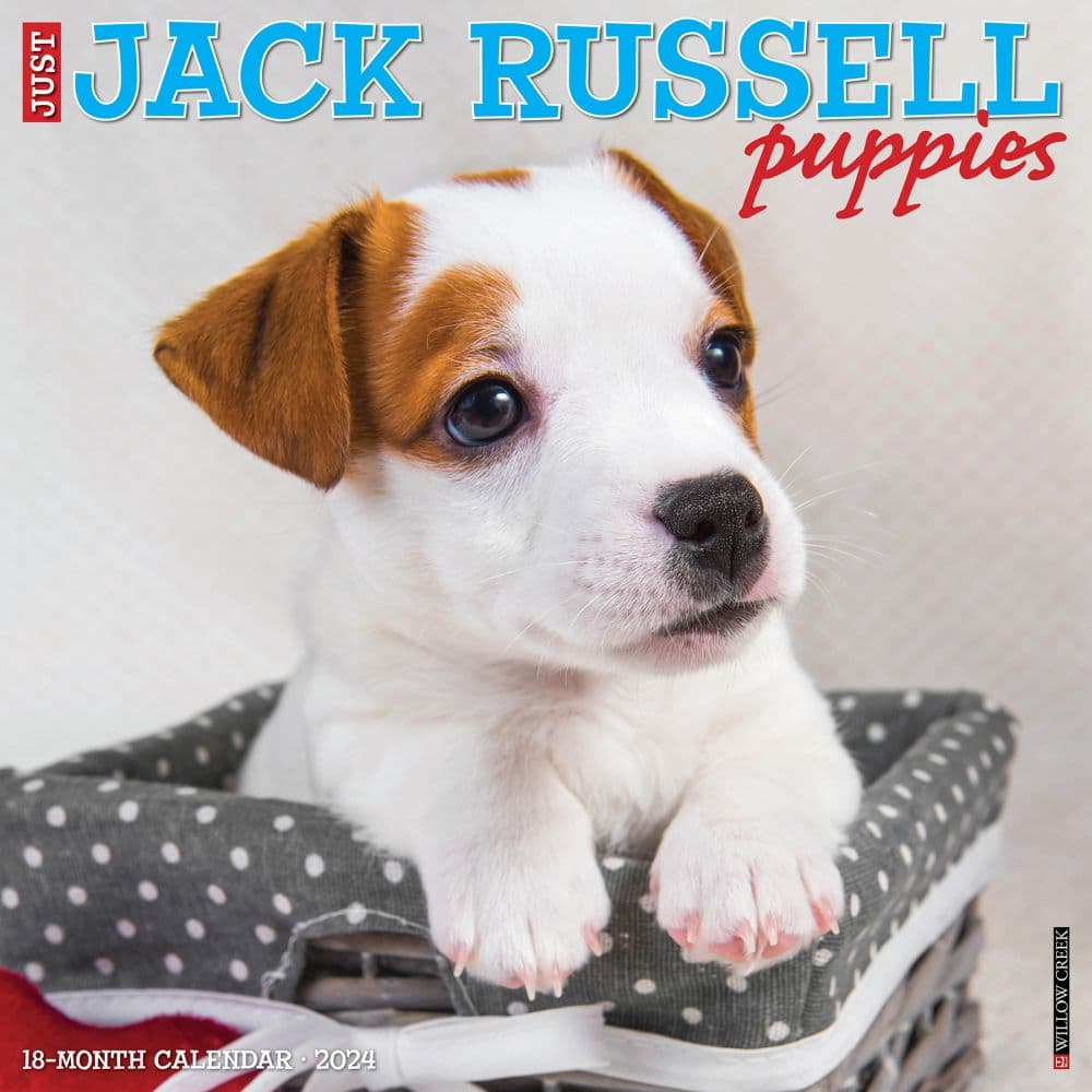 Jack Russell Puppies 2024 Wall Calendar Main Image