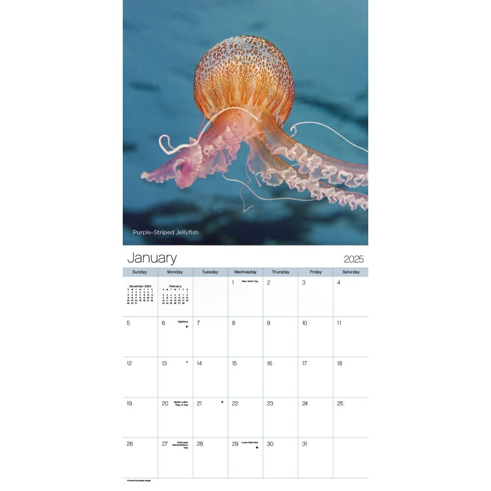 Ocean Life 2025 Wall Calendar First Alternate Image width=&quot;1000&quot; height=&quot;1000&quot;