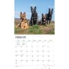 image German Shepherds Deluxe 2024 Wall Calendar Alternate Image 2