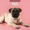 image Pugs 2027 Wall Calendar Main Product Image