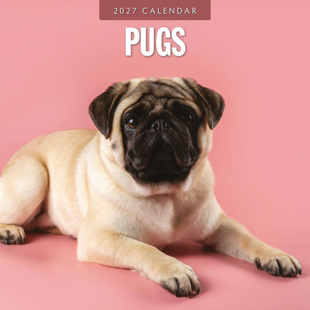 image Pugs 2027 Wall Calendar Main Product Image