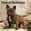 image French Bulldogs 2025 Wall Calendar Main Image