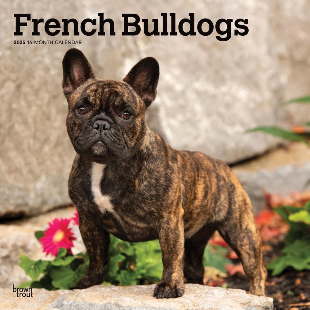 French Bulldogs 2025 Wall Calendar Main Image