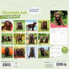 image Chocolate Lab Retriever Puppies 2026 Wall Calendar First Alternate Image