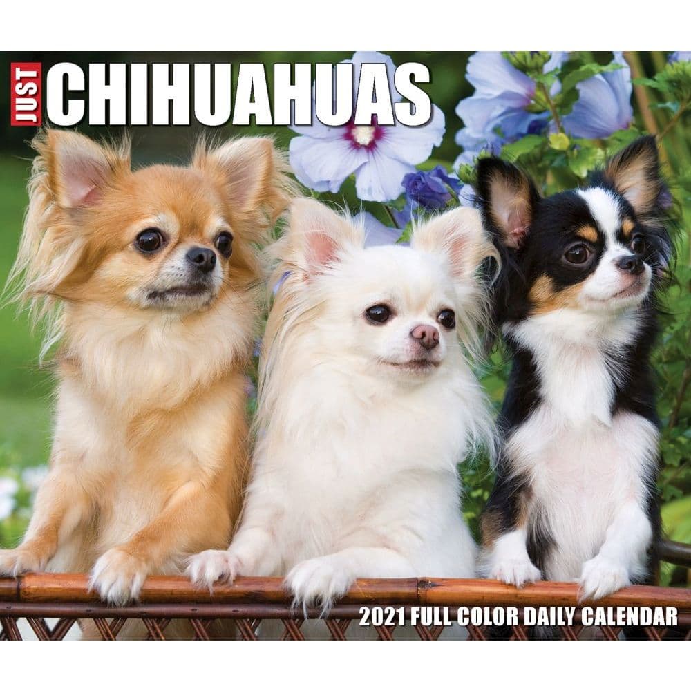 Chihuahuas Desk Calendar