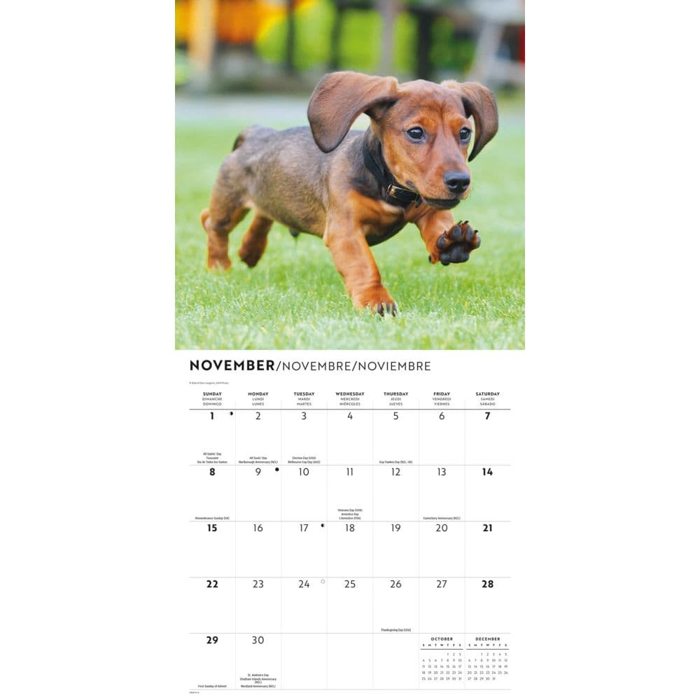 Dachshund Puppies 2026 Wall Calendar Fourth Alternate Image