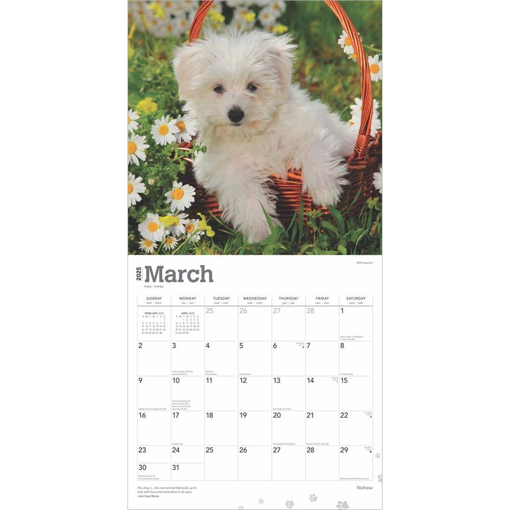Maltese 2025 Wall Calendar