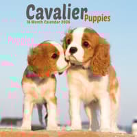 image Cavalier King Charles Puppies 2026 Mini Wall Calendar Main Image