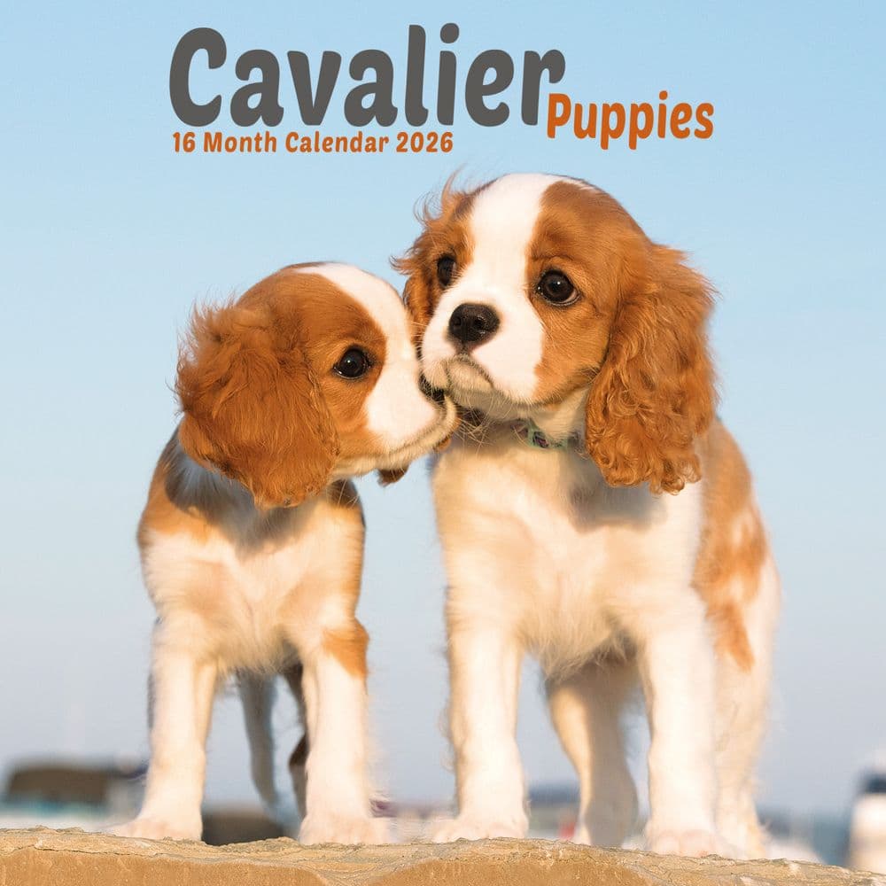 Cavalier King Charles Puppies 2026 Mini Wall Calendar Main Image