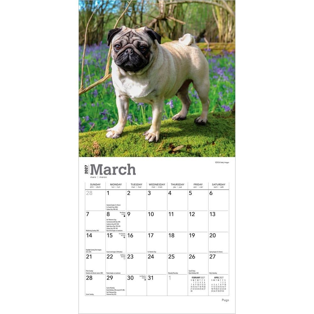 Pugs 2027 Mini Wall Calendar Second Alternate Image