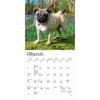 image Pugs 2027 Mini Wall Calendar Second Alternate Image