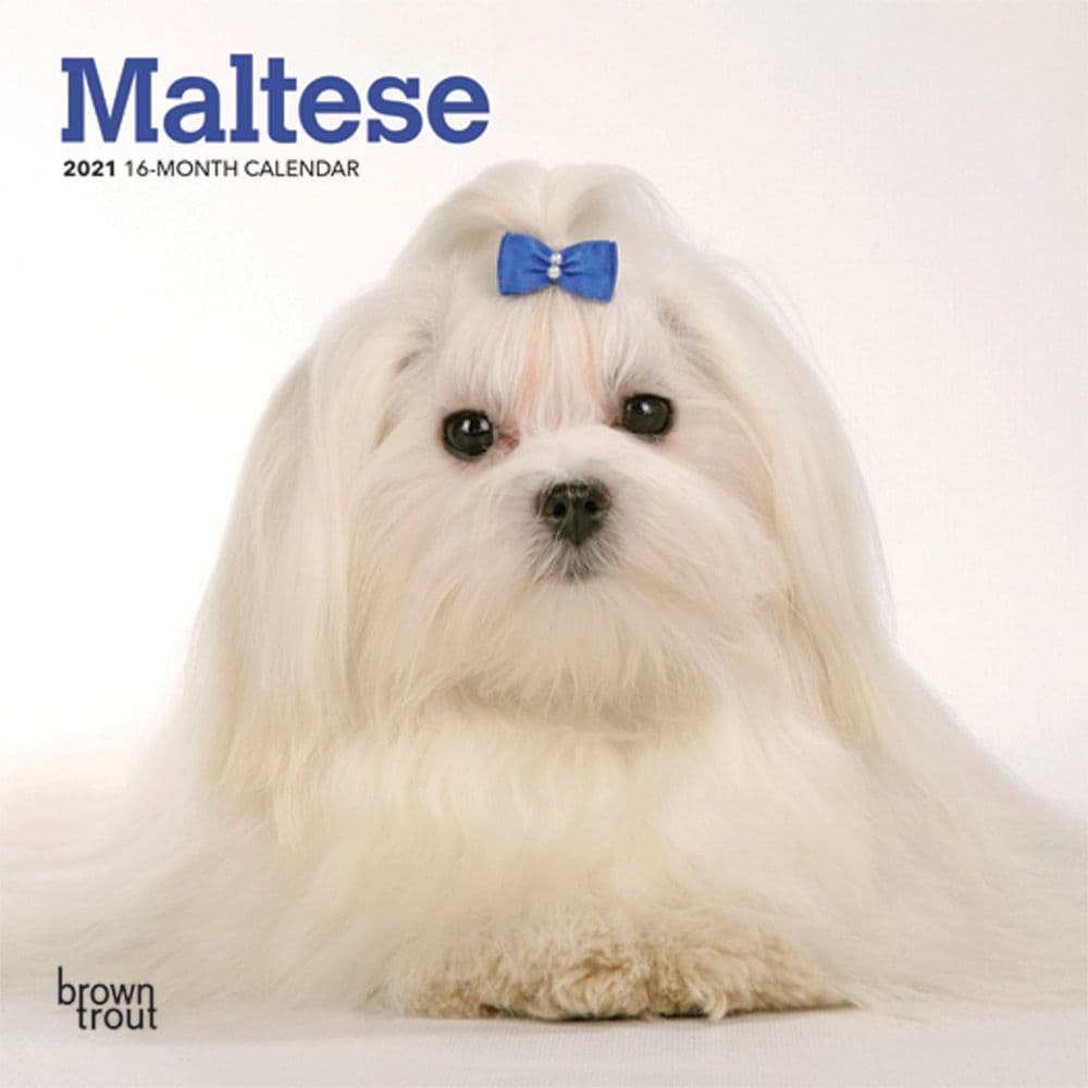 Maltese Mini Wall Calendar