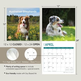 Australian Shepherd…. Everything You Need to Know at a Glance!