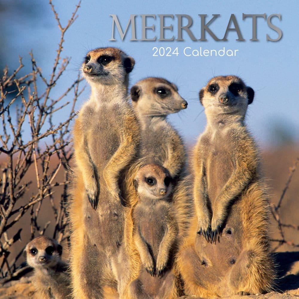 Meerkats 2024 Wall Calendar Main Product Image width=&quot;1000&quot; height=&quot;1000&quot;