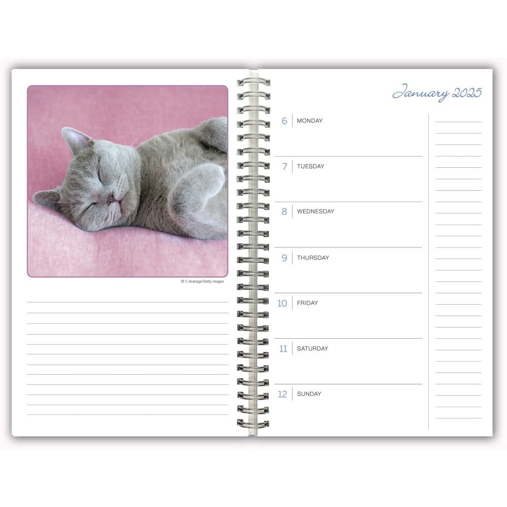 Cat Naps Classic 2025 Planner Fifth Alternate  Image width=&quot;1000&quot; height=&quot;1000&quot;