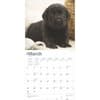 image Black Lab Retriever Puppies 2025 Wall Calendar Second Alternate Image width=&quot;1000&quot; height=&quot;1000&quot;