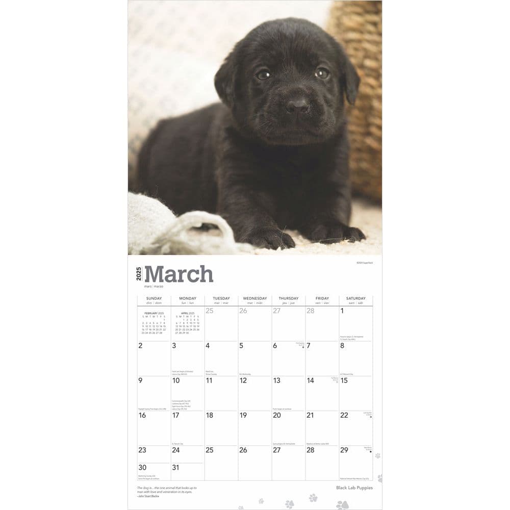 Black Lab Retriever Puppies 2025 Wall Calendar Second Alternate Image width=&quot;1000&quot; height=&quot;1000&quot;