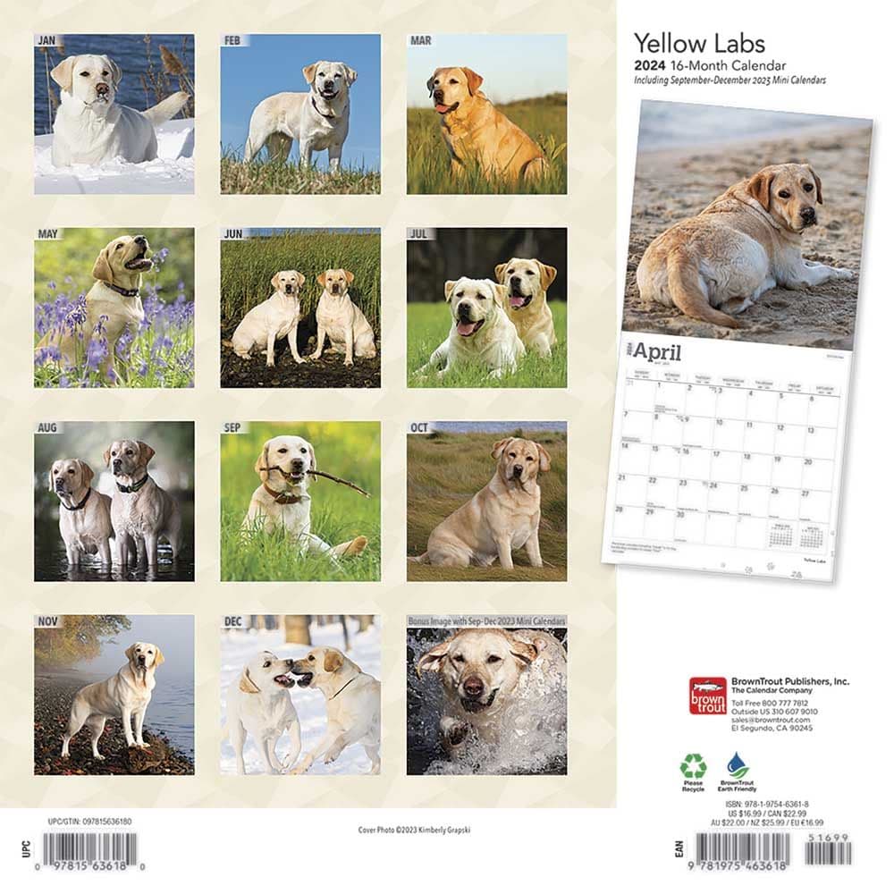 Yellow Lab Retriever 2024 Wall Calendar First Alternate Image width=&quot;1000&quot; height=&quot;1000&quot;