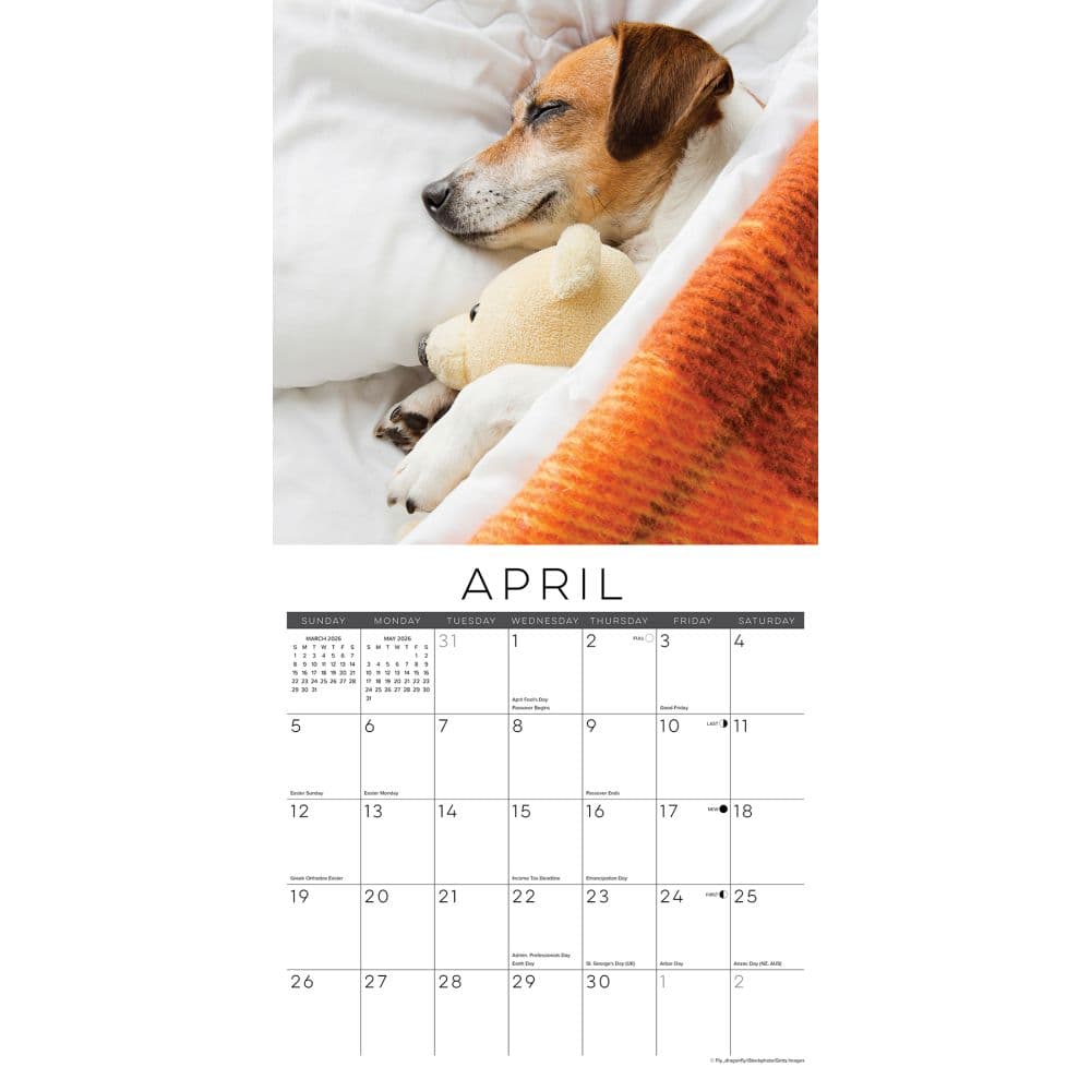Naptime Dogs Special Value 2026 Wall Calendar Second Alternate Image