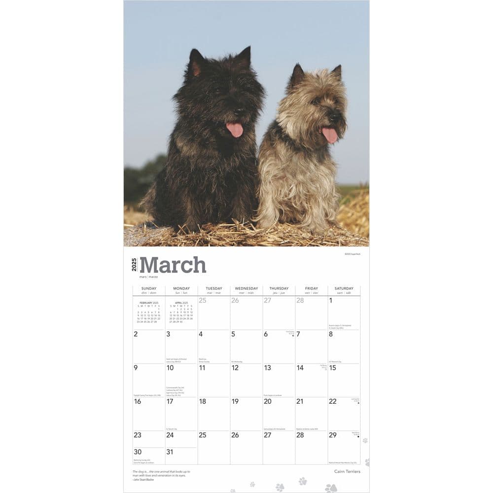 Cairn Terriers 2025 Wall Calendar