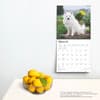 image American Eskimo Dogs 2025 Wall Calendar