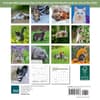 image Cats 2026 Mini Wall Calendar First Alternate image
