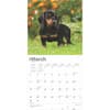 image Dachshunds 2025 Wall Calendar Second Alternate Image width=&quot;1000&quot; height=&quot;1000&quot;