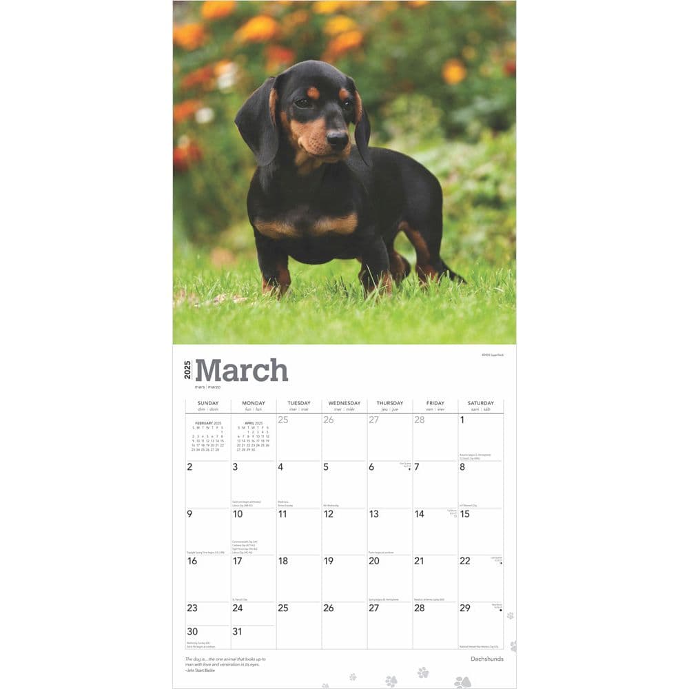 Dachshunds 2025 Wall Calendar Second Alternate Image width=&quot;1000&quot; height=&quot;1000&quot;