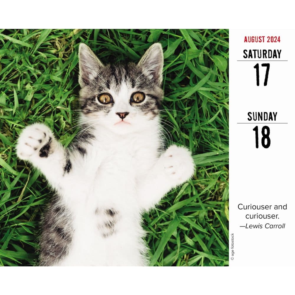 Bad Kitties 2024 Desk Calendar
