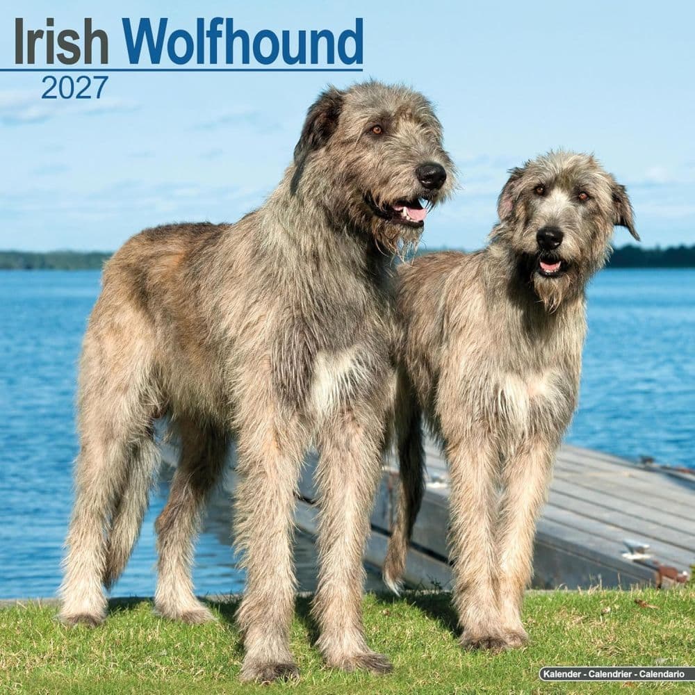 image Irish Wolfhound 2027 Wall Calendar Main Product Image