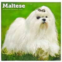image Maltese 2026 Wall Calendar
