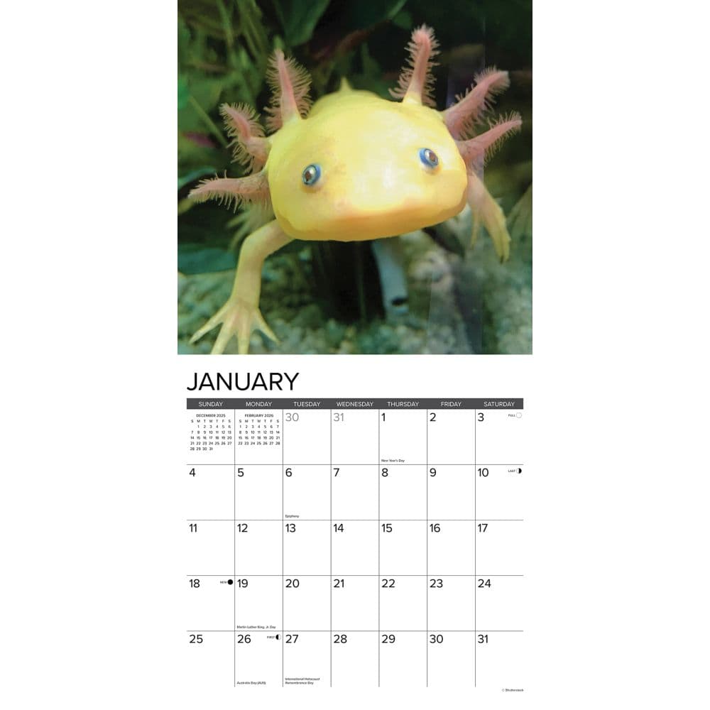 Axolotls 2026 Wall Calendar Second Alternate Image