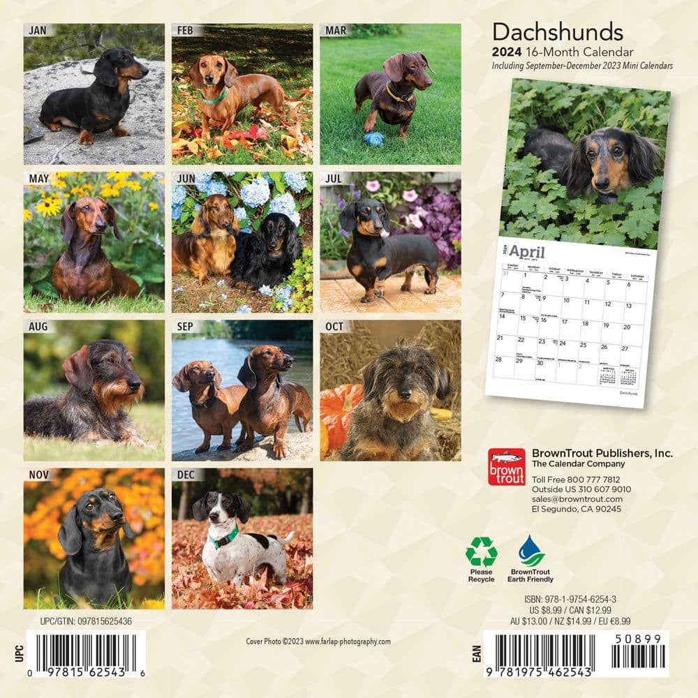 Dachshunds 2024 Mini Wall Calendar