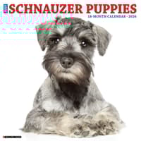 image Just Schnauzer Puppies 2026 Wall Calendar Main Image