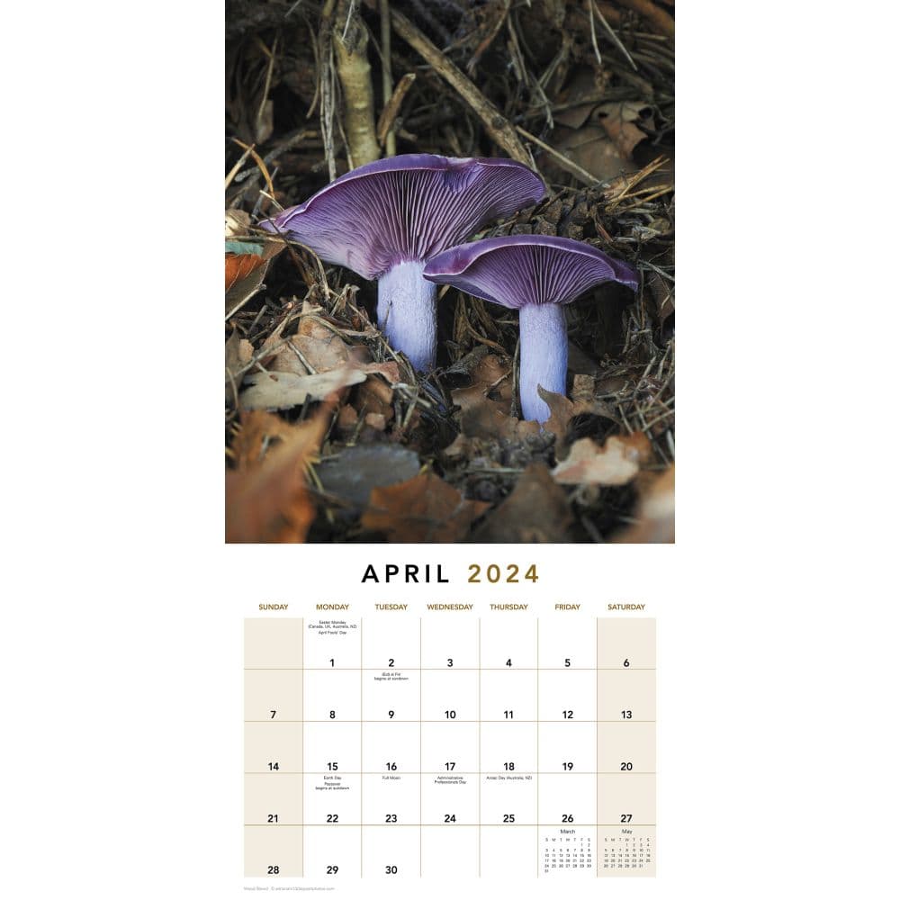 Mushrooms 2024 Wall Calendar