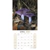 image Mushrooms 2024 Wall Calendar Alternate Image 3