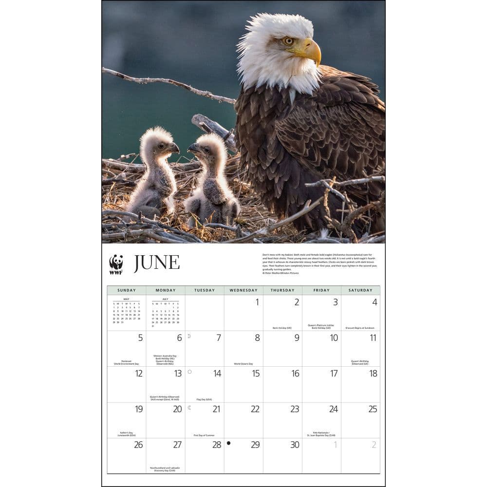 Eagle Schedule 2022 Eagles Wwf 2022 Wall Calendar - Calendars.com