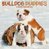 image Bulldog Puppies 2026 Mini Wall Calendar  Main Image