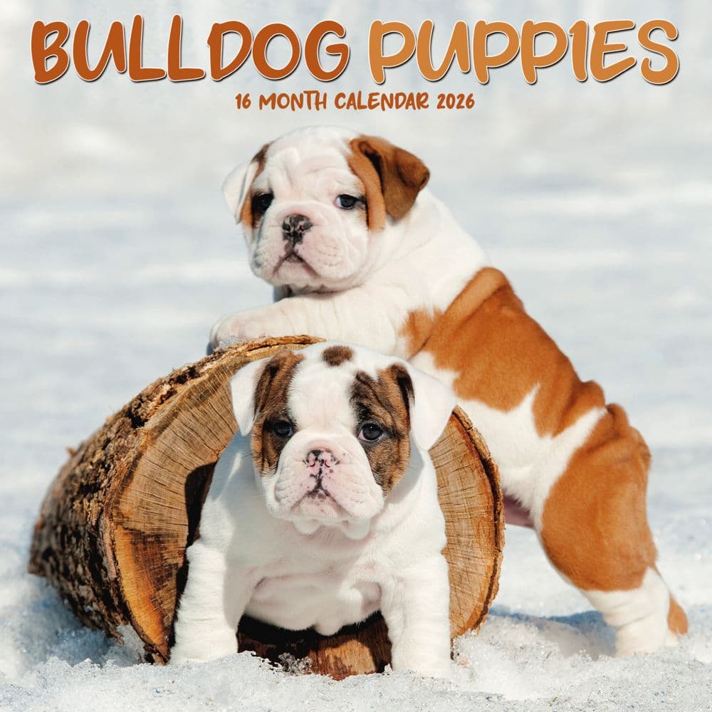 Bulldog Puppies 2026 Mini Wall Calendar  Main Image